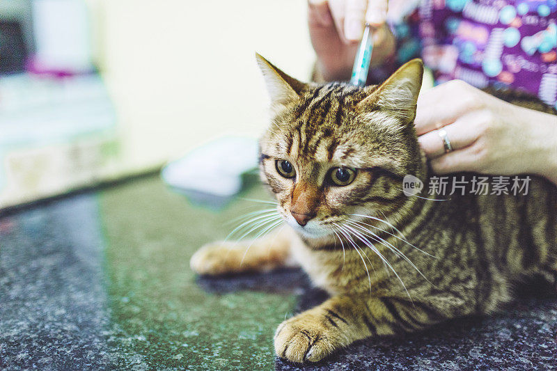 兽医正在用除蚤药水治疗猫