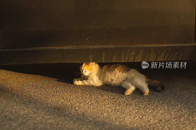 一只流浪猫躺在汽车下面