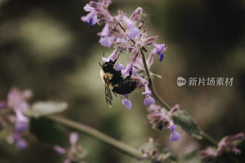 花丛中的大黄蜂