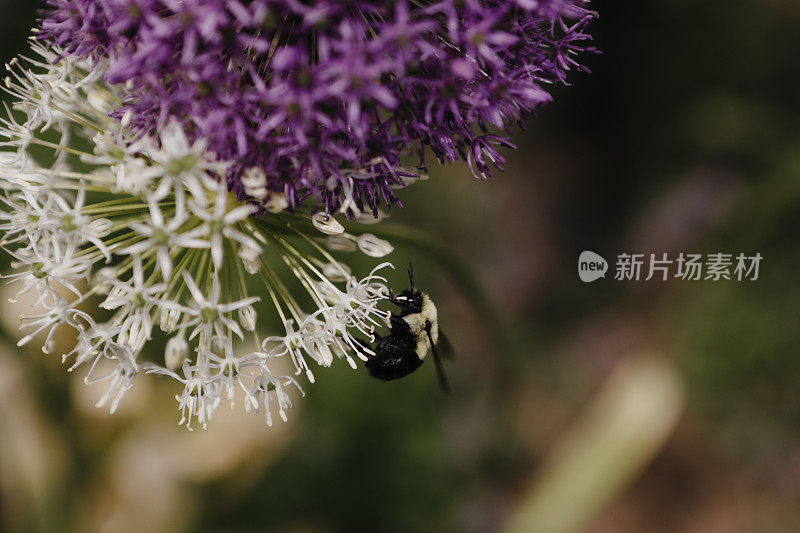 花丛中的大黄蜂