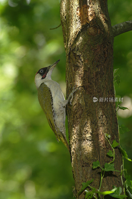 雄性欧洲绿啄木鸟