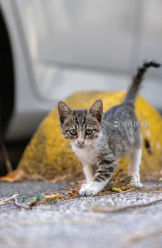 小流浪猫。