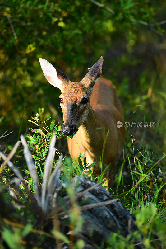 在茂密的植被上，年轻的母鹿面对相机