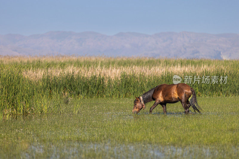 马在草地上吃草。