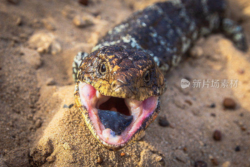 攻击性的蓝舌蜥蜴张大嘴巴的特写