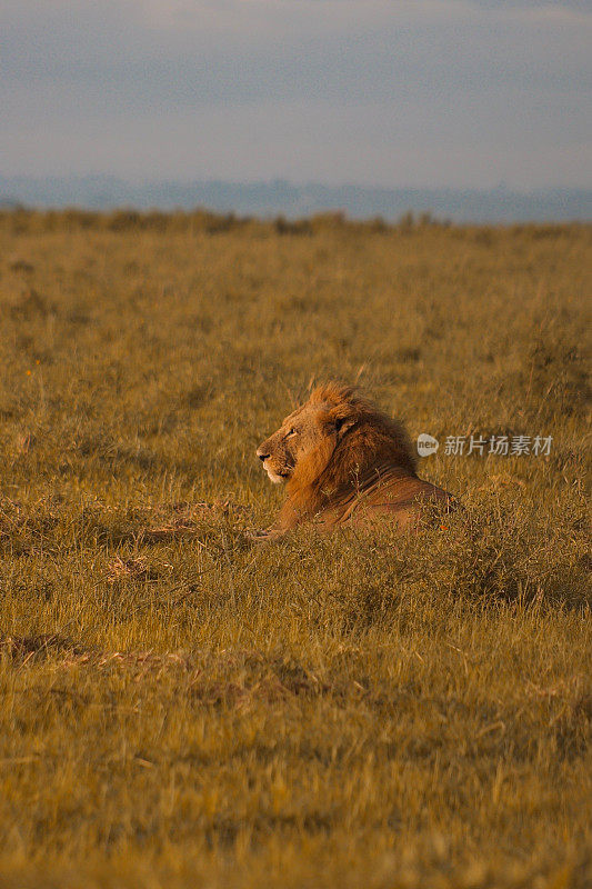 在内罗毕国家公园一个阳光明媚的下午，威严的狮子躺在郁郁葱葱的草地上
