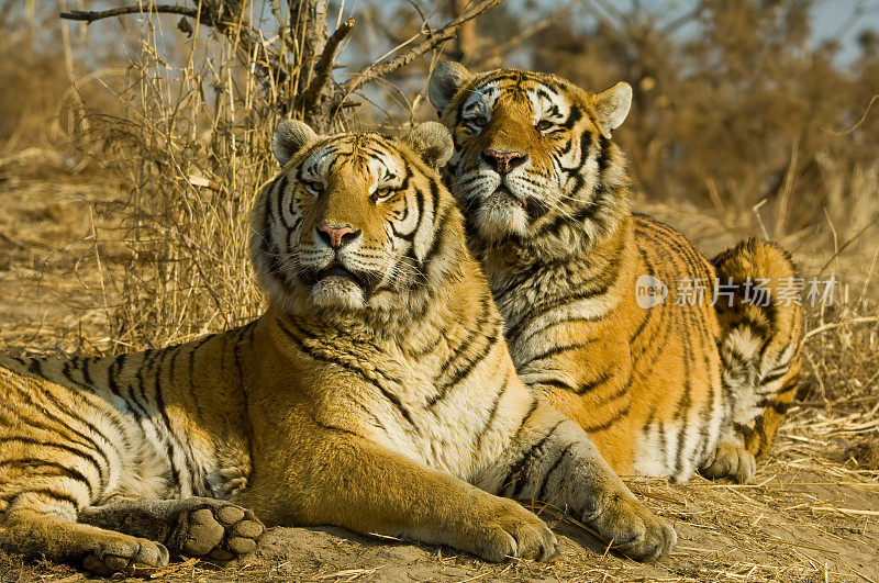 东北虎，或称阿穆尔虎，是虎亚种底格里斯虎的一个种群，原产于俄罗斯远东地区和中国东北部。哈尔滨,中国。