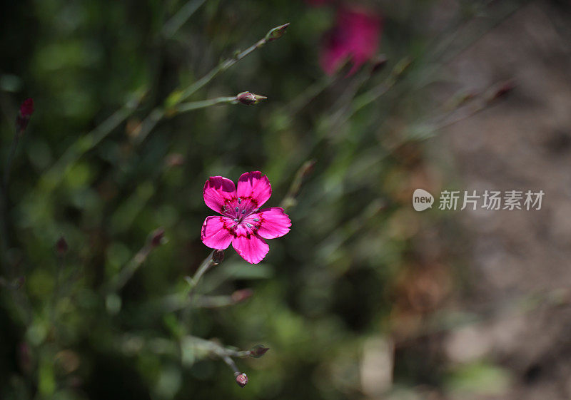日本北海道的粉红色五瓣花