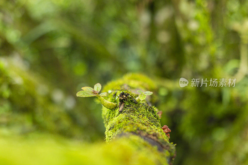 美丽的热带植被花园与棕榈叶，郁郁葱葱的绿叶在一个绿色的野生丛林，热带雨林背景概念为壁纸，美丽在大自然