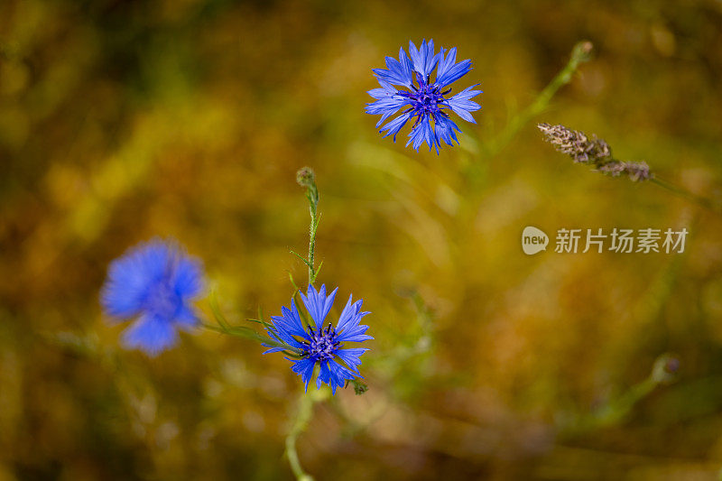 英国乡村花园里的矢车菊