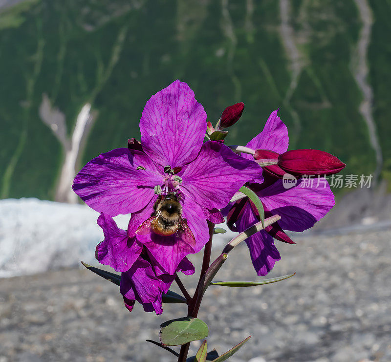 锦绣草(以前的锦绣草)是月见草科的一种开花植物，俗称矮火草和河美人柳叶。它呈圆周分布。