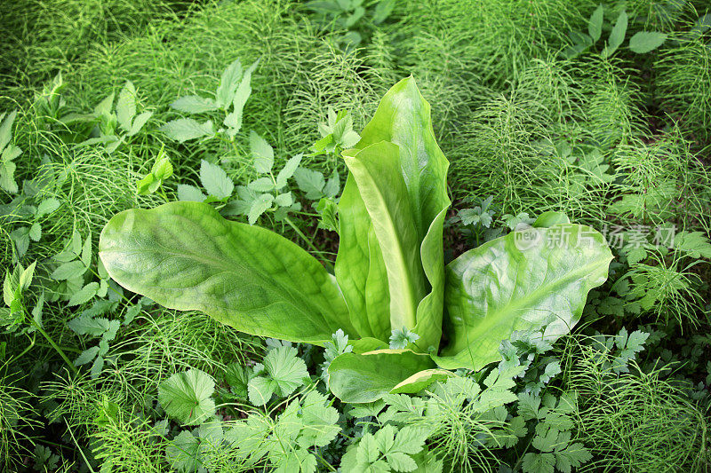 蕨类植物中郁郁葱葱的臭鼬卷心菜