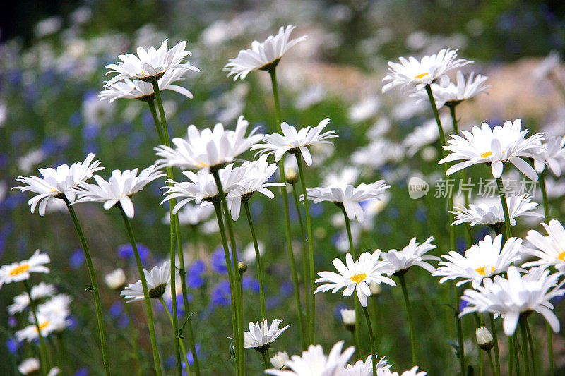 无忧无虑的白色雏菊和蓝色亚麻