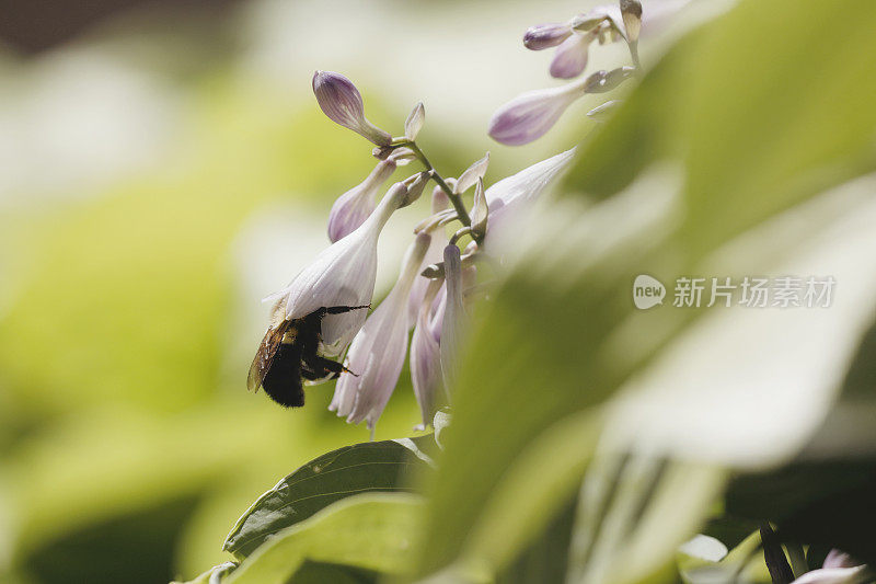 花丛中的大黄蜂