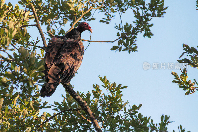 土耳其秃鹫，俄勒冈州，美国