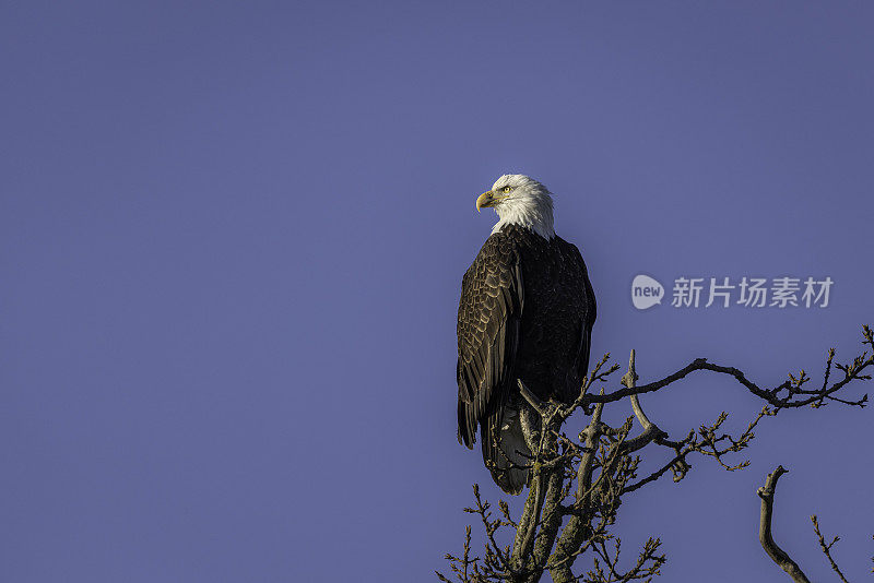 一只秃鹰栖息在树上。边界湾，三角洲，卑诗省，加拿大。