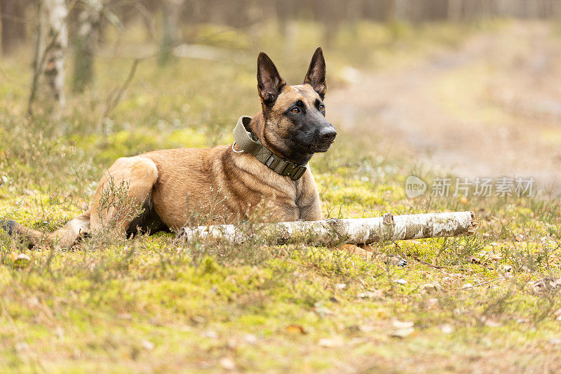 躺在森林苔藓上的比利时牧羊犬