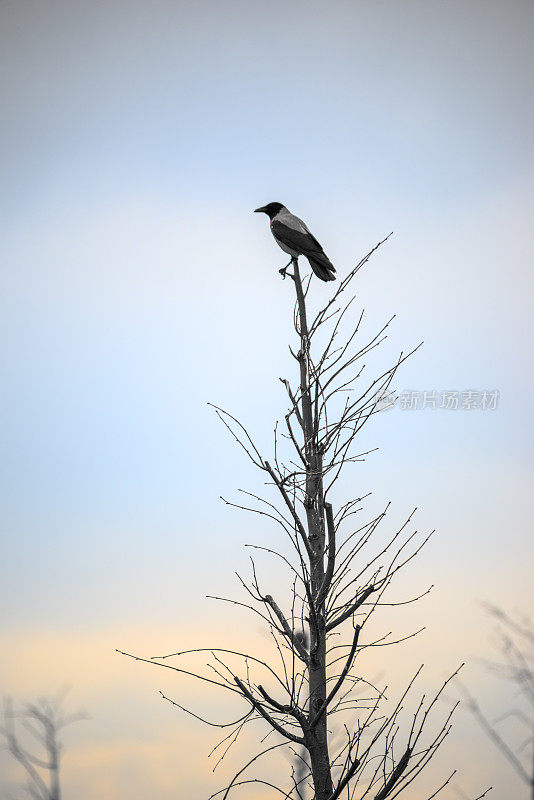 在多云的天空背景下，一只黑乌鸦栖息在树上的垂直照片