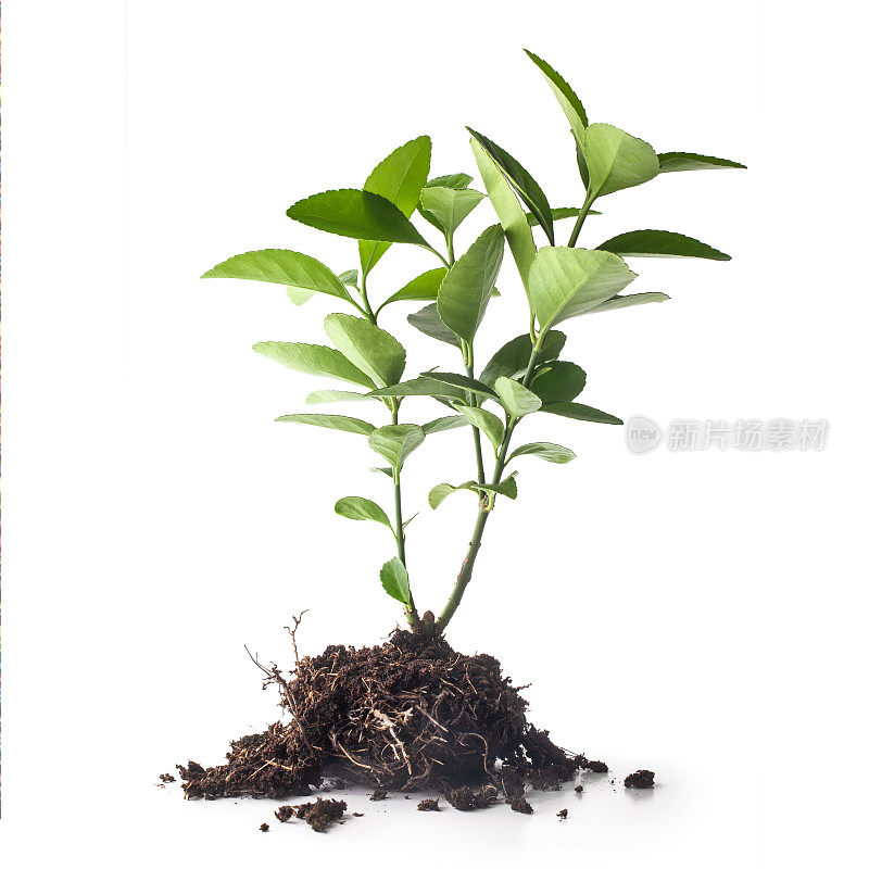 小绿植物从土堆中发芽