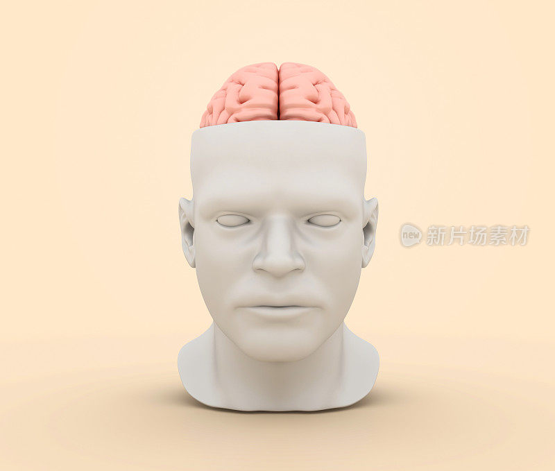 3D人头与大脑