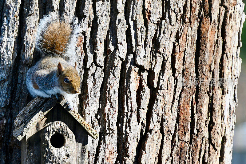 东部灰松鼠在成熟橡树上的喂鸟器上保持警觉