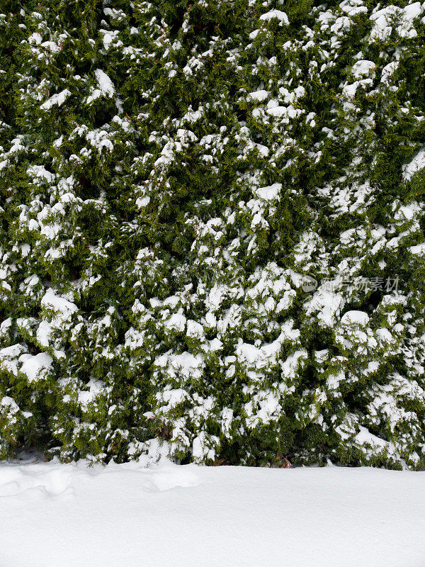 雪公园里的松针。