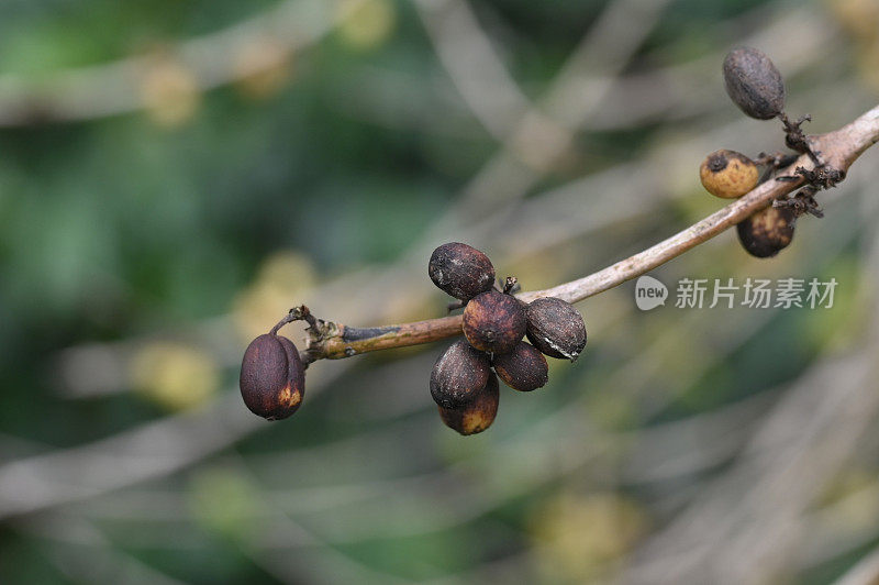 近距离观察咖啡植物的病虫害