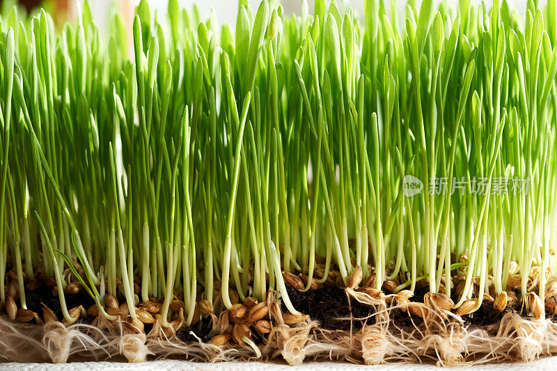 在土壤中生长的新鲜青稞草，特写