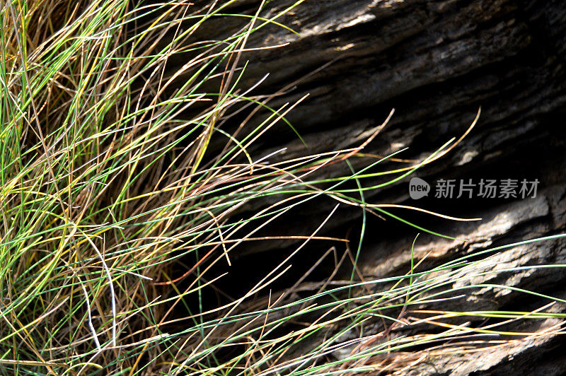 特写绿色和黄色的长草，自然的绿色植物，郁郁葱葱的树叶，在一个抽象的木制质朴的棕色背景的角落