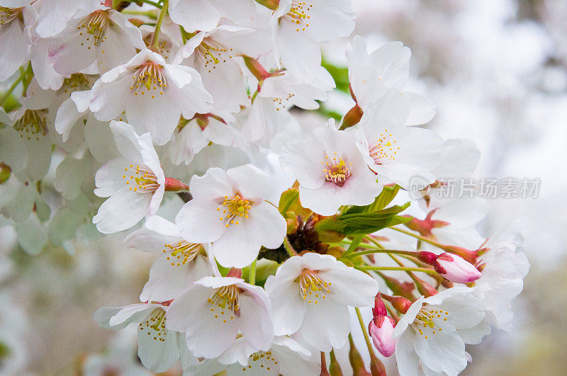 春日樱花