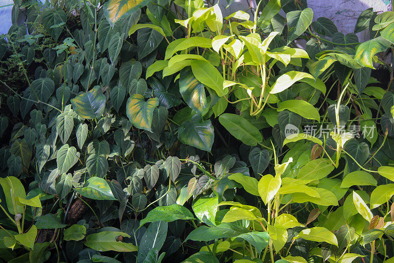 金菖蒲或象牙槟榔或金钱花，一种叶子呈心形的观赏植物