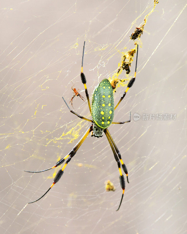 雌性和雄性金球蜘蛛