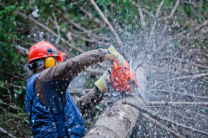 伐木工人正在森林里砍一棵大树