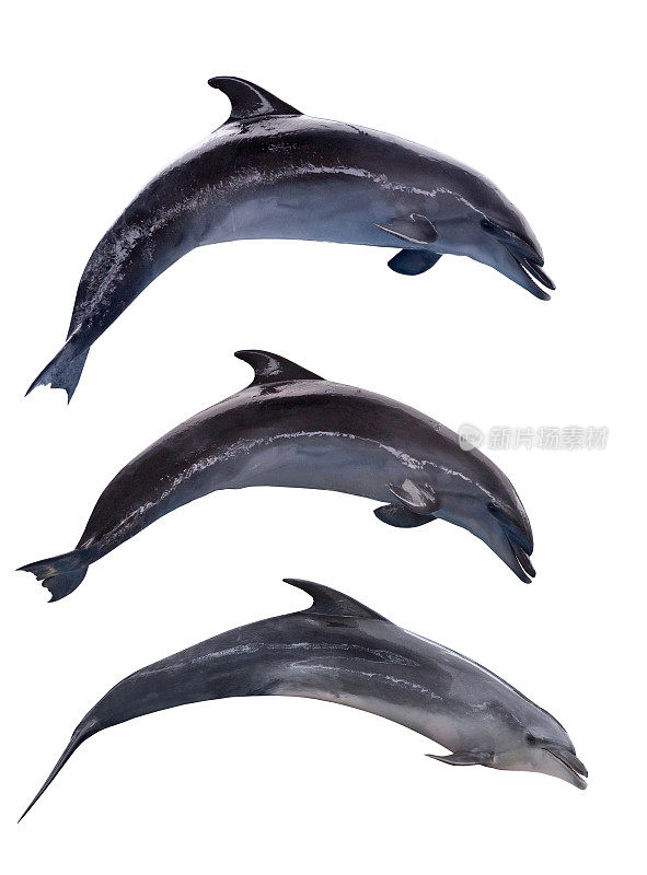 三个灰色的孤立海豚在跳跃