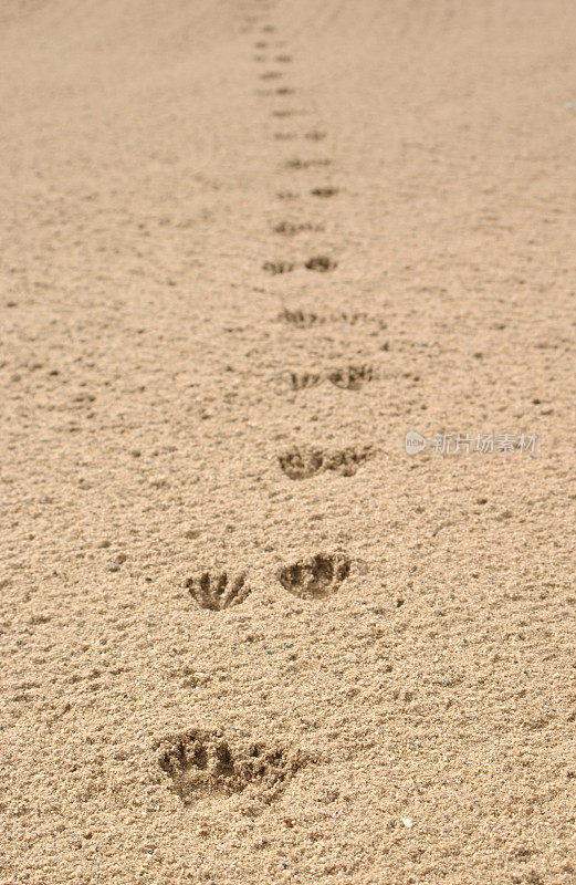 动物在沙地上留下足迹