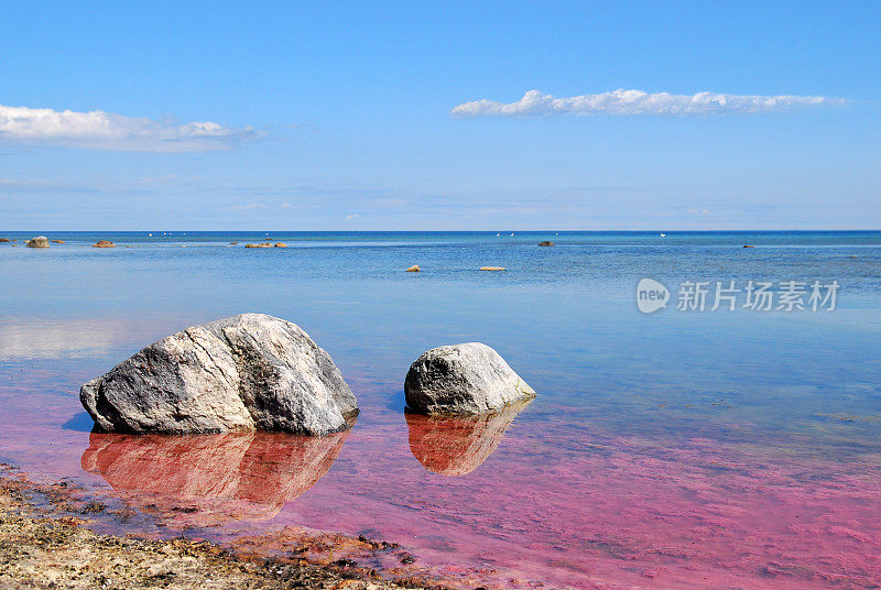 粉红色的海藻在波罗的海大量繁殖