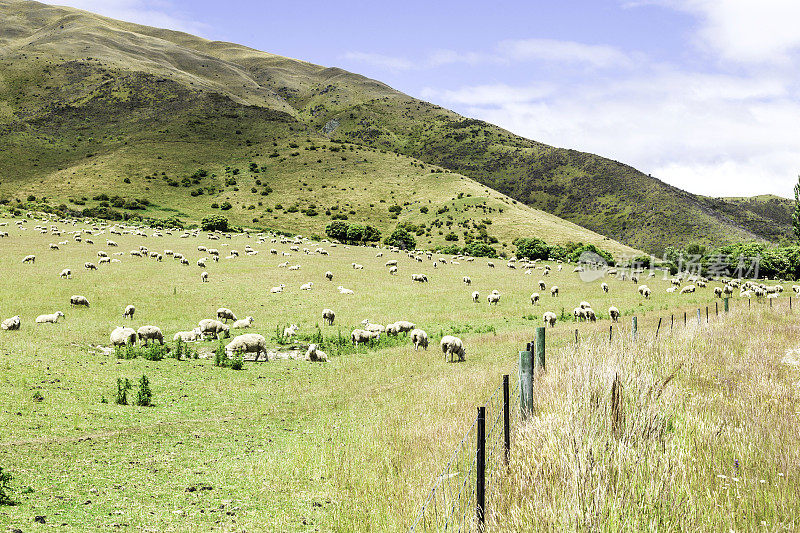 绵羊在新西兰皇后镇美丽的地方吃草