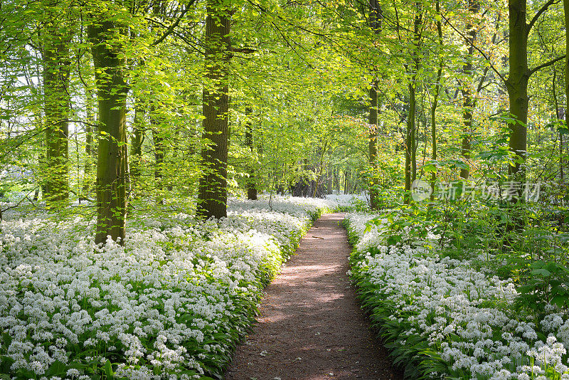 穿过春天盛开着白花的森林