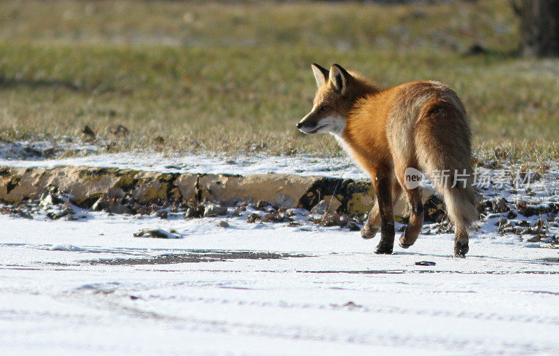 小狐狸正在过马路