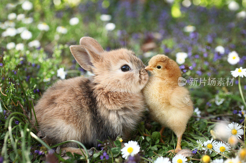 好朋友兔子兔和小鸡在接吻