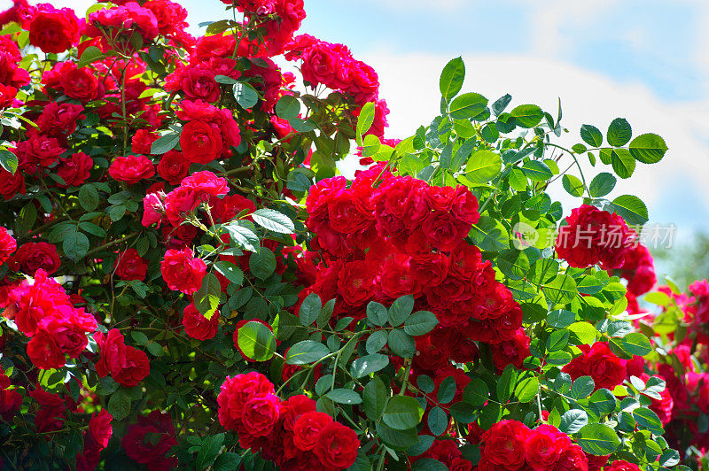 红色玫瑰在阳光灿烂的天空背景