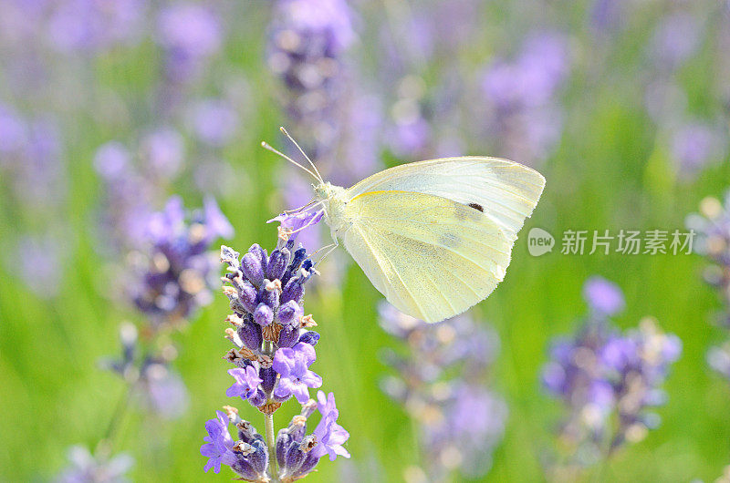 卷心菜白蝴蝶在薰衣草花上