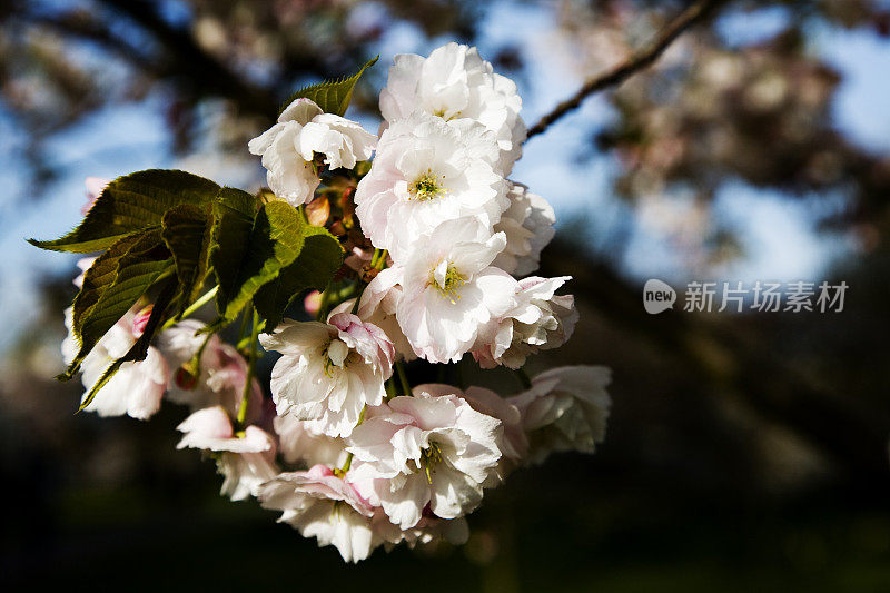 春天开花