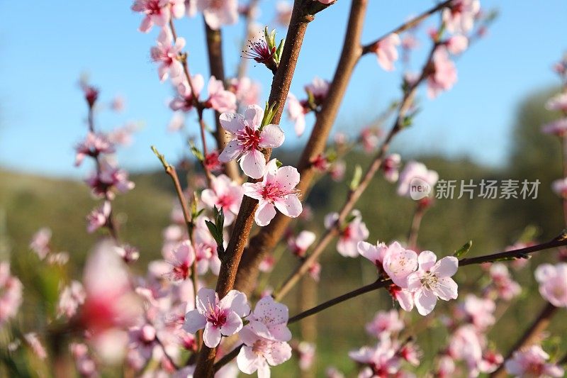 春天盛开的樱桃树