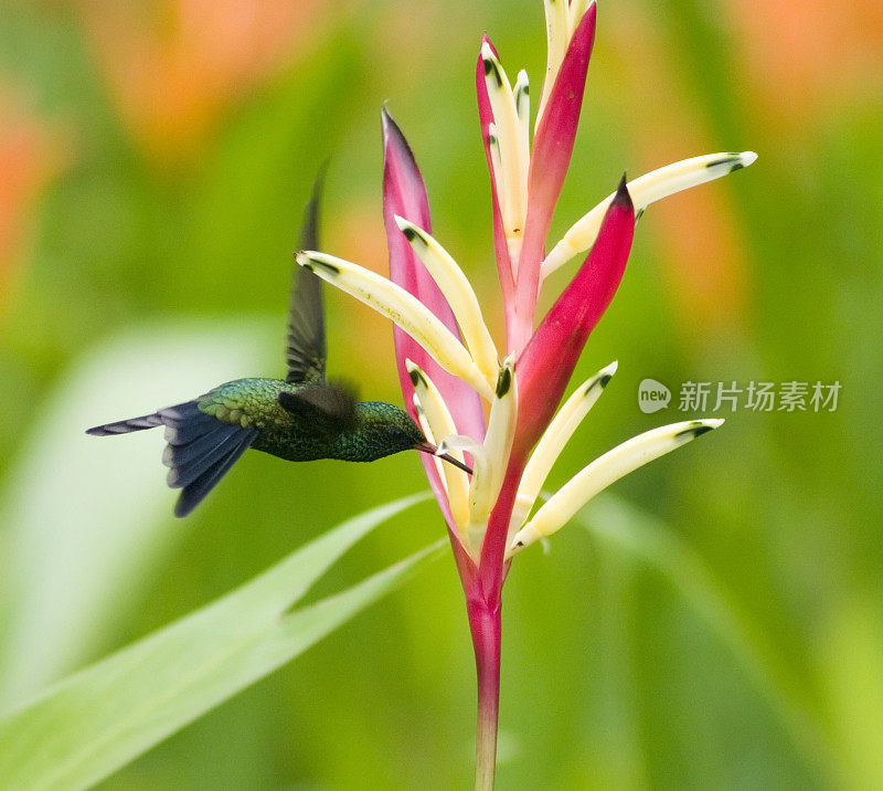 热带花卉和蜂鸟