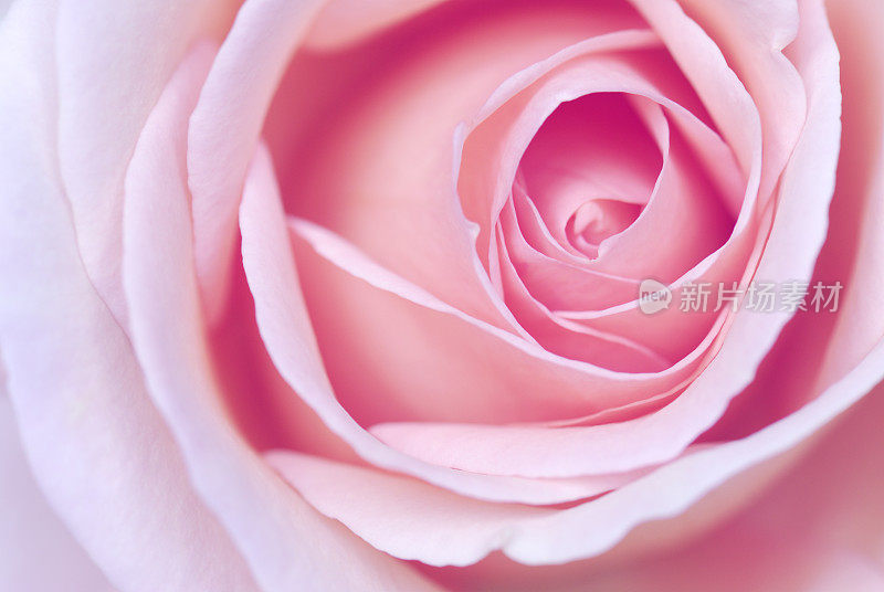粉红玫瑰旋涡微距