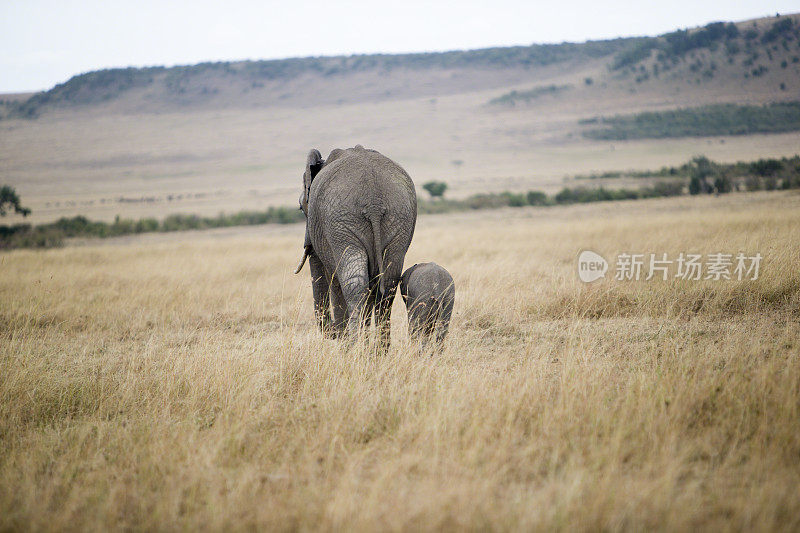 大象和小象在肯尼亚马赛马拉行走
