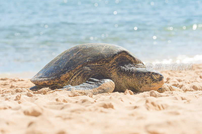 在夏威夷海滩上爬行的海龟