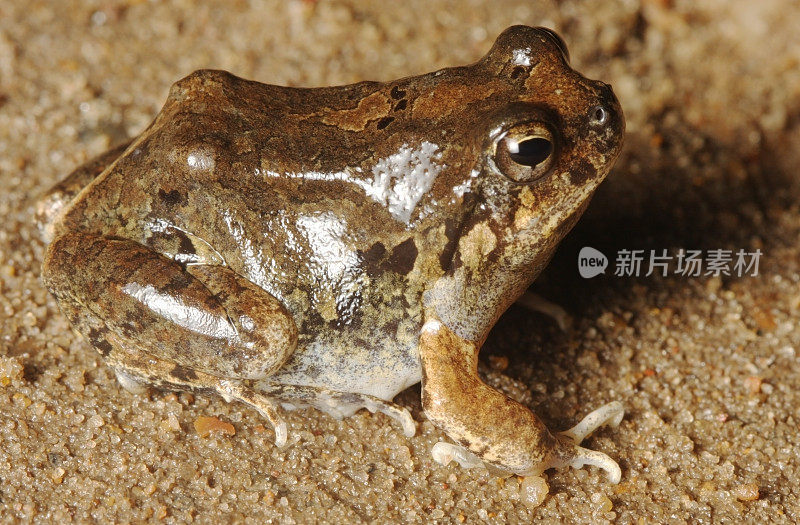 菲萨拉埃穆斯・比利戈尼格斯