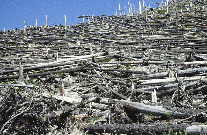 圣海伦斯山1988毁坏树木向下方向风特写